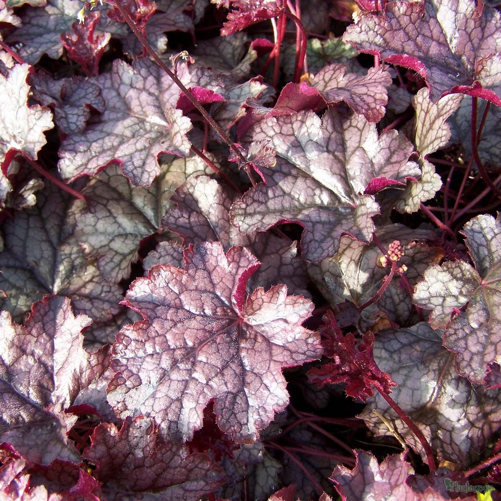 Heuchera 'Amethyst Myst'